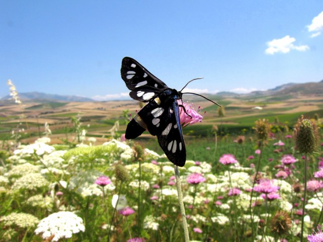 Sogno di un mattino di fine primavera